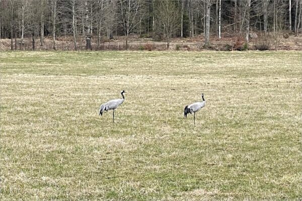 Kraanvogels Zweden