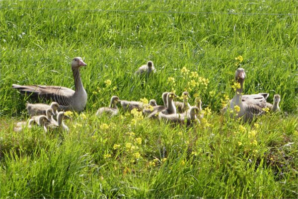 ganzenfamilie Leerdam