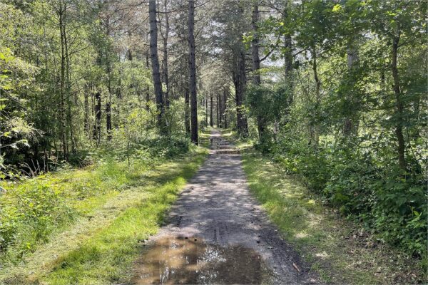 De Maasduinen